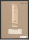 Donkinia recta (Donk.) Grun. (de-Toni-Nr.: Genus 17, Species 1150) Zeichnungen Sammlung Grunow Nr. 2243 (NHMW-BOT-W0369341)